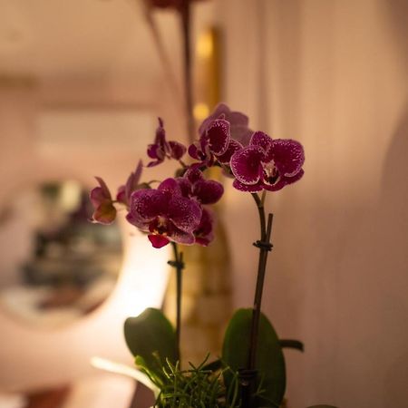 Studio Coeur De Ville Sanary Tres Cosy Parking ภายนอก รูปภาพ